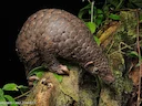 Sunda-pangolin