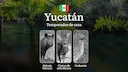 Temporadas y períodos de caza en Yucatán: Periodos Legales, Comportamiento de la Fauna y Requisitos para la Licencia

Planning your hunt in Abisko National Park? It is es