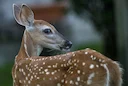 La Caza en el Estado de México: Guía para los Amantes de la Naturaleza – Explora Paisajes, Especies y Tradiciones de una Aventura Cinegética Inolvidable

El Estado de Méx