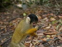 Boliviaanse eekhornaap (Saimiri boliviensis), 3 of 4