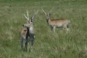 Pampashert (Bezoarhert) (Ozotoceros bezoarticus), 3 of 5