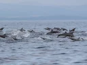 Speldolfyn (Stenella longirostris), 2 of 5