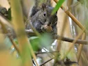 Deppe-seekatjie (Sciurus deppei), 7 of 7