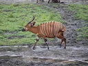 Oos-bongo (Tragelaphus eurycerus), 2 of 7