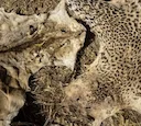 Illegal Lion Skin Trade in Senegal Surges Amid Demand for Mystical Talismans

In the dense, sun-dappled forests of Niokolo-Koba National Park, Senegal’s last bastion for 