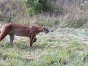 Bergleeu (Puma concolor), 3 of 14