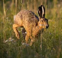 Four Men Banned After Driving Hundreds of Miles for Illegal Hunt in Lincolnshire

A group of men who travelled across England to illegally hunt hares with dogs in Lincoln