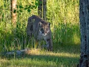 Puma (Bergleeu) (Puma concolor hippolestes), 3 of 3