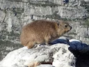 Rotshyraks (Procavia capensis), 4 of 4