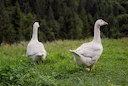 La Chasse en LOIRE-ATLANTIQUE: Explorez la Géographie, Naviguez dans la Législation et Découvrez des Faits Intéressants

Le département de la Loire-Atlantique, situé dans
