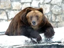 В Ленинградской области все чаще на дорогах замечают проснувшихся медведей. 
Наиболее опасны проснувшиеся раньше времени медведи, шатуны. Также медведицы с детенышами, ко