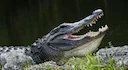 New York Hunter Education Instructor Nears Record with Massive 13-Foot South Carolina Alligator Harvest

Carl Finkelson, a dedicated hunter and instructor from New York's