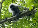 Indochinese langur