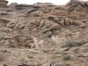 Mongoolse gazelle (Procapra gutturosa), 4 of 5