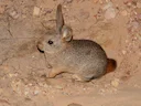Hewitt se Rooi Rotkonyn (Pronolagus saundersiae), 5 of 5