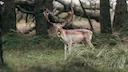 Whitetail Rut 2025: Why This Year’s Deer Hunting Season Will Be Different

Hunters across the Northeast and Midwest are preparing for a very different whitetail rut in 20