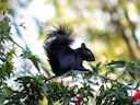 Rooibuisekster (Sciurus aureogaster), 7 of 7