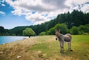 Parco della Sila in Calabria Cerca Operatori Specializzati per la Caccia di Selezione
Il Parco Nazionale della Sila ha avviato una procedura di selezione pubblica per re Parco della Sila in Calabria Cerca Operatori Specializzati per la Caccia di Selezione
Il Parco Nazionale della Sila ha avviato una procedura di selezione pubblica per re
