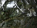 Etiopiese genet Etiopiese genet