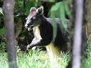 Calaby se pademelon (Thylogale calabyi), 5 of 5