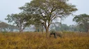Hunting in Couffo: A Comprehensive Guide for Hunters – Exploring Opportunities, Challenges, and Conservation Efforts (PART 1)
Nestled in southwestern Benin, the Couffo r Hunting in Couffo: A Comprehensive Guide for Hunters – Exploring Opportunities, Challenges, and Conservation Efforts (PART 1)
Nestled in southwestern Benin, the Couffo r