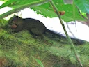 Richmond-seekhoorn (Sciurus richmondi), 3 of 3