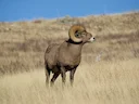 Bighoornskape (Kanadese bighoornskape) (Ovis canadensis canadensis), 3 of 3