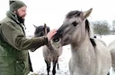 Poļu koniks ir viena no Polijas zirgu šķirnēm. Vārds koniks poļu valodā nozīmē "mazais zirdziņš". Ir uzskats, ka koniks ir ļoti tuvs radinieks savvaļas zirgam tarpānam, t