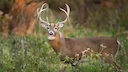 While some deem hunting to be a cruel, unnecessary and unethical practice, it remains the “backbone” of wildlife conservation in the United States, according to one NC St