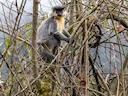 Kaplangur (Trachypithecus pileatus), 6 of 6