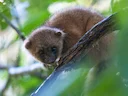 Andes-olinguito Andes-olinguito