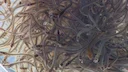 Man fined £11k for illegally fishing baby eels in Gloucestershire.

A man has been ordered to pay almost £11,000 after he was caught illegally fishing for eels.

Phillip 