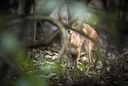 Hunting in Lomami: Geography and Natural Features, Hunting Demographics, and Game Species Diversity

Landscape and Environmental Features of Lomami

Located in central De