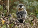 Kaplangur (Trachypithecus pileatus), 4 of 6