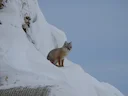 Corsakvos (Vulpes corsac), 3 of 3