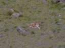 Argali (Mongolsk argali)