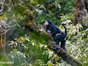 Burmese kortneusapie (Rhinopithecus strykeri), 2 of 4