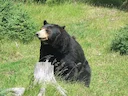 Washington’s spring black bear hunt won’t happen in 2022

Hunters won’t get a chance to hunt for black bears in Washington this spring.

The Washington Fish and Wildlife 