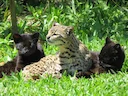 Geoffroy-se kat (Leopardus geoffroyi), 2 of 3