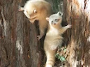 Wasserbeer (Procyon lotor), 3 of 7