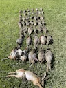 Small Game Hunting in Morocco 2025: Rabbits, Partridges, Quail — Season, Regions, Gear & Costs

Morocco offers prime conditions for small game hunting, especially for Eur