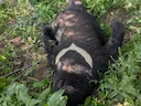 Aseiese swartbeer (Ursus thibetanus), 8 of 8