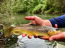 Brown trout
Brown (or Brooke) Trout belong to the trout family. The color of this beautiful fish is very different. Red spots can be found among a number of brown flecks Brown trout
Brown (or Brooke) Trout belong to the trout family. The color of this beautiful fish is very different. Red spots can be found among a number of brown flecks