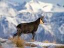 Gemsbok (Reebok) (Rupicapra rupicapra rupicapra), 2 of 3