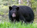 Michigan Bowhunter Successfully Harvests Massive 500-Pound U.P. Black Bear
A Michigan bowhunter has achieved a remarkable feat, successfully harvesting a massive 500-po Michigan Bowhunter Successfully Harvests Massive 500-Pound U.P. Black Bear
A Michigan bowhunter has achieved a remarkable feat, successfully harvesting a massive 500-po