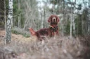 Una joven cazadora vasca logra su primer jabalí tras año y medio de espera y aprendizaje

Caza del jabalí en Euskadi, batidas con perros de rastro, mujeres cazadoras y co