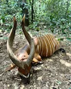 Bongo Hunting in Africa: Methods, Locations, Season, Costs. A Comprehensive Guide for Trophy Hunters

Introduction

The Bongo (Tragelaphus eurycerus) is a magnificent ant