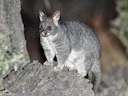 Grysaart (Boshaas) (Trichosurus vulpecula), 2 of 3