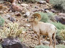 Bighoornskap (Nelsonbighoornskap) (Ovis canadensis nelsoni), 1 of 3