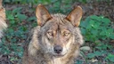 El Tribunal Supremo examina recursos contra la caza y captura del lobo en Asturias y Cantabria

El Tribunal Supremo de España se prepara este martes para revisar una seri